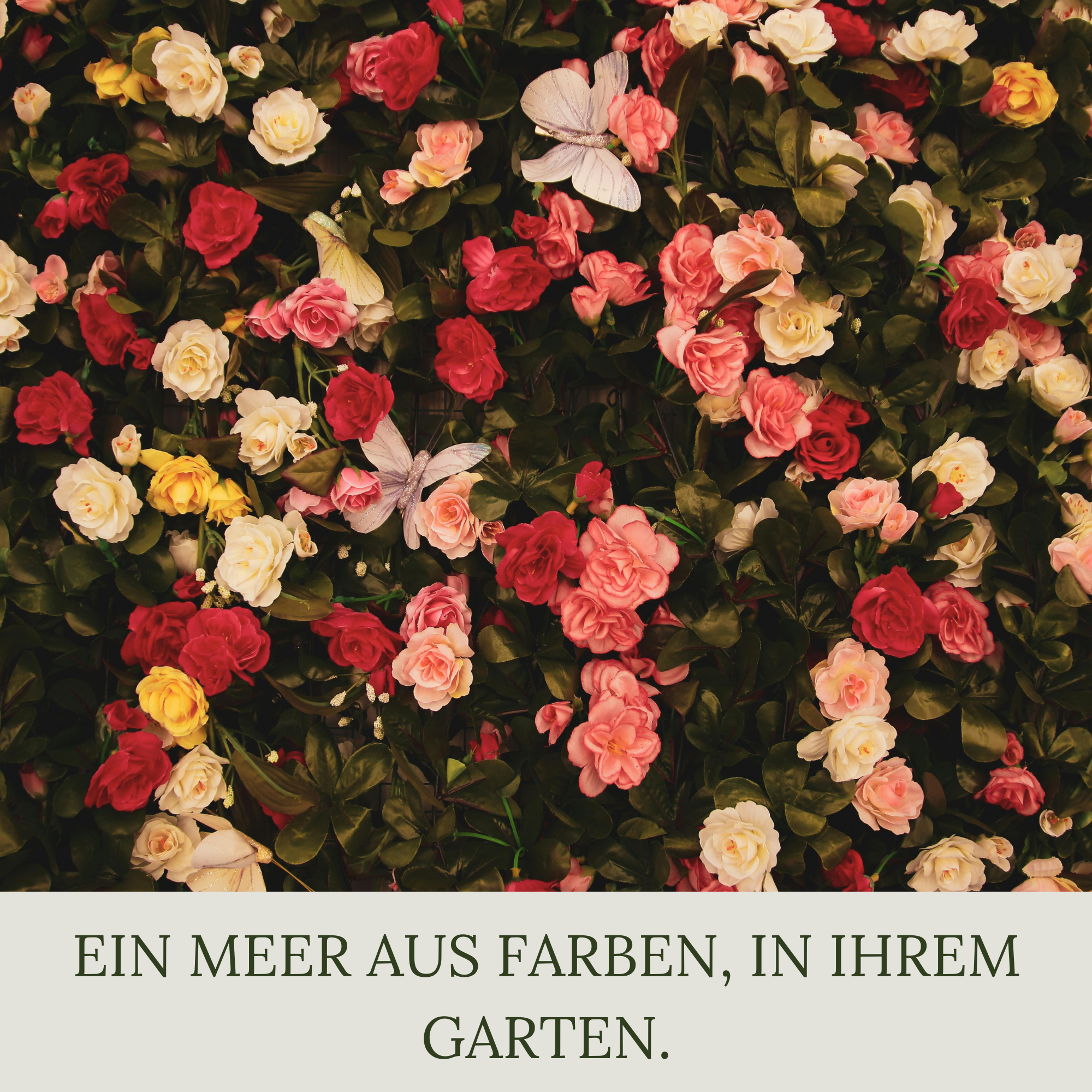 Floravera Premium Rosen Bio-Flüssigdünger 1 Liter Rosendünger Dünger