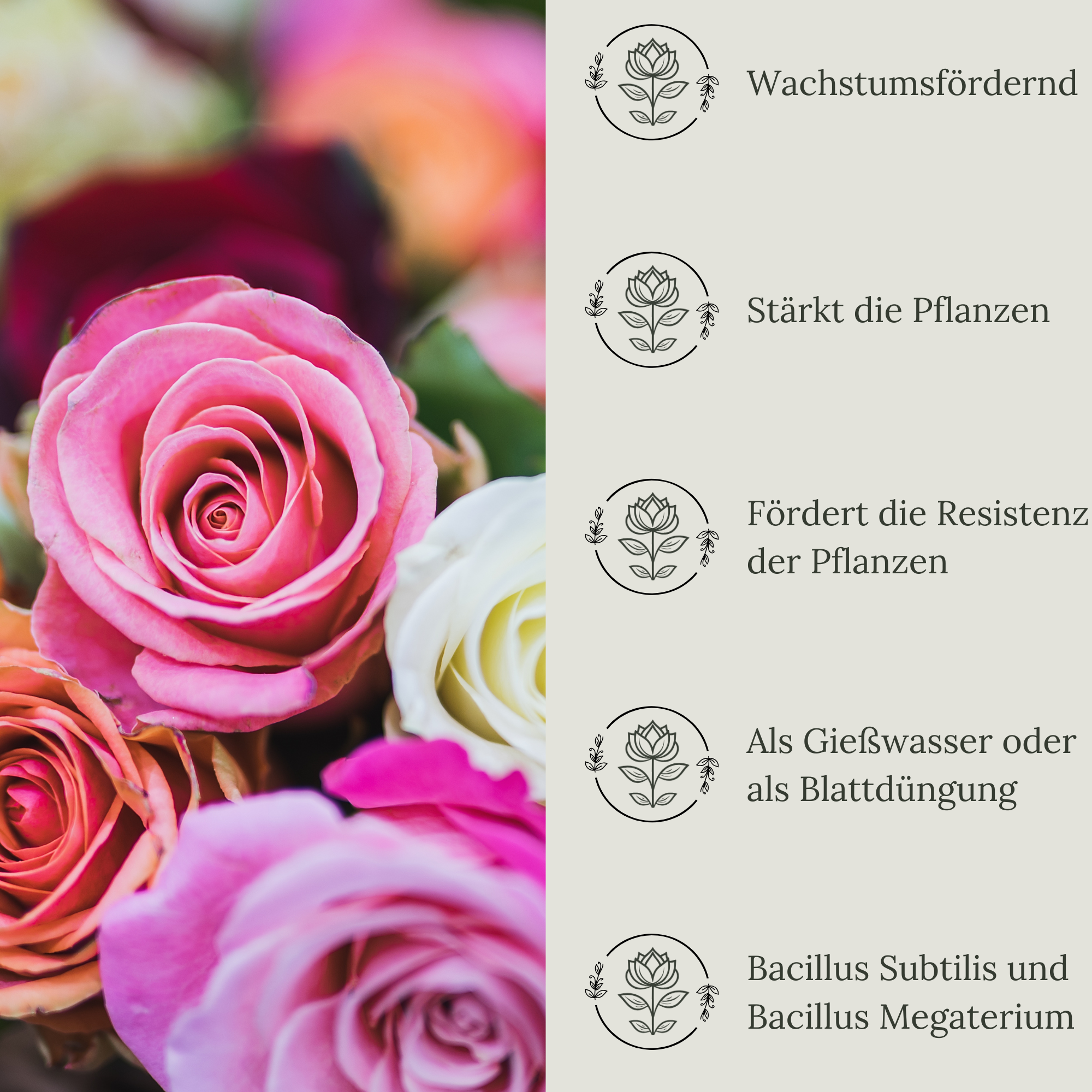 Floravera Premium Rosen Bio-Flüssigdünger 1 Liter Rosendünger Dünger