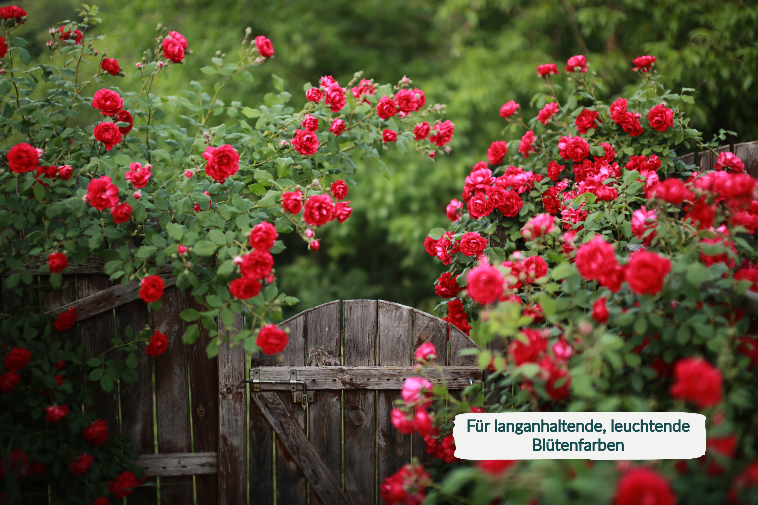 HaGaFe Rosendünger, Staudendünger, Ideal auch für Flieder, Forsythien, Schneeball, organisch - mineralischer Spezialdünger