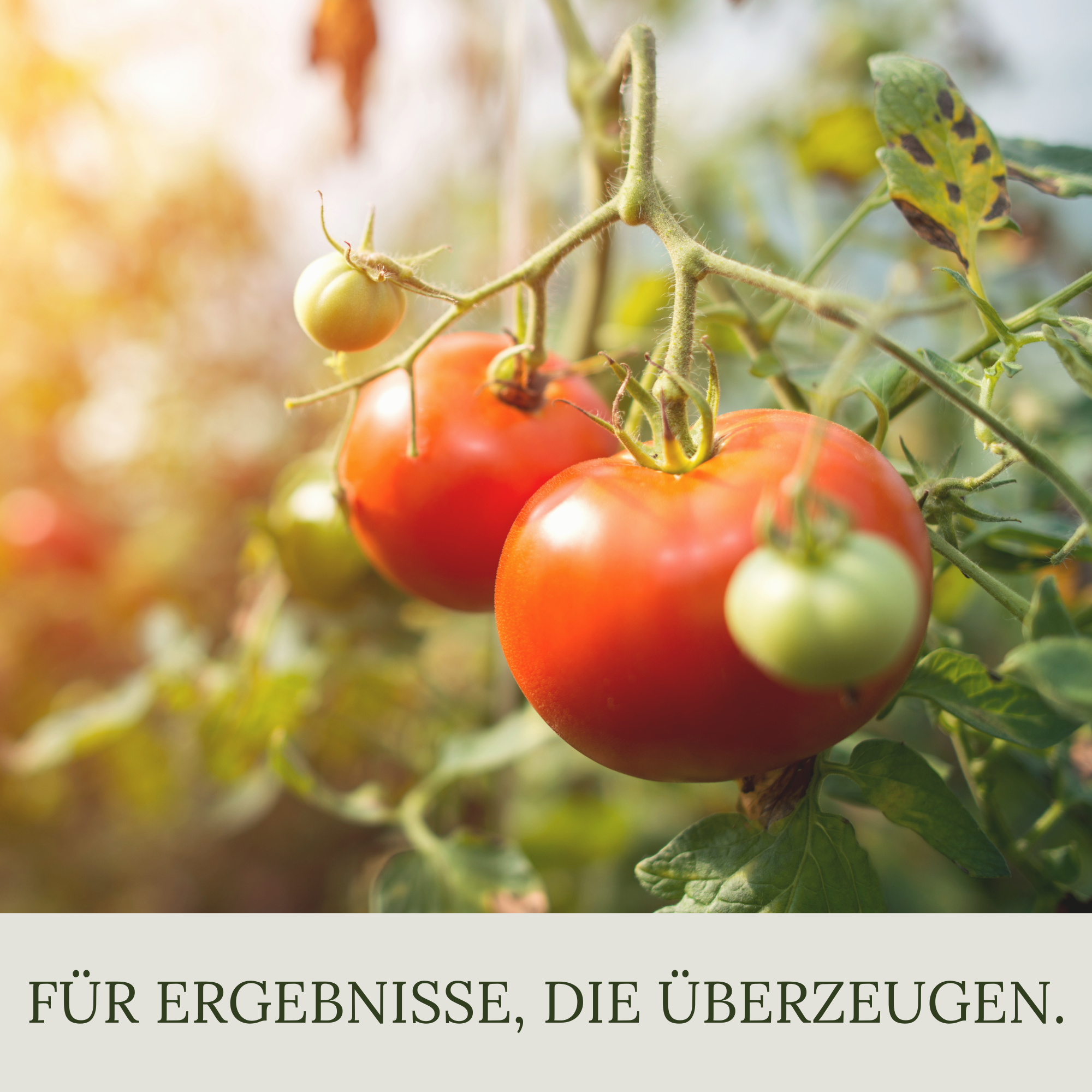 Floravera Premium Tomaten Bio-Flüssigdünger 1 Liter Tomatendünger Dünger