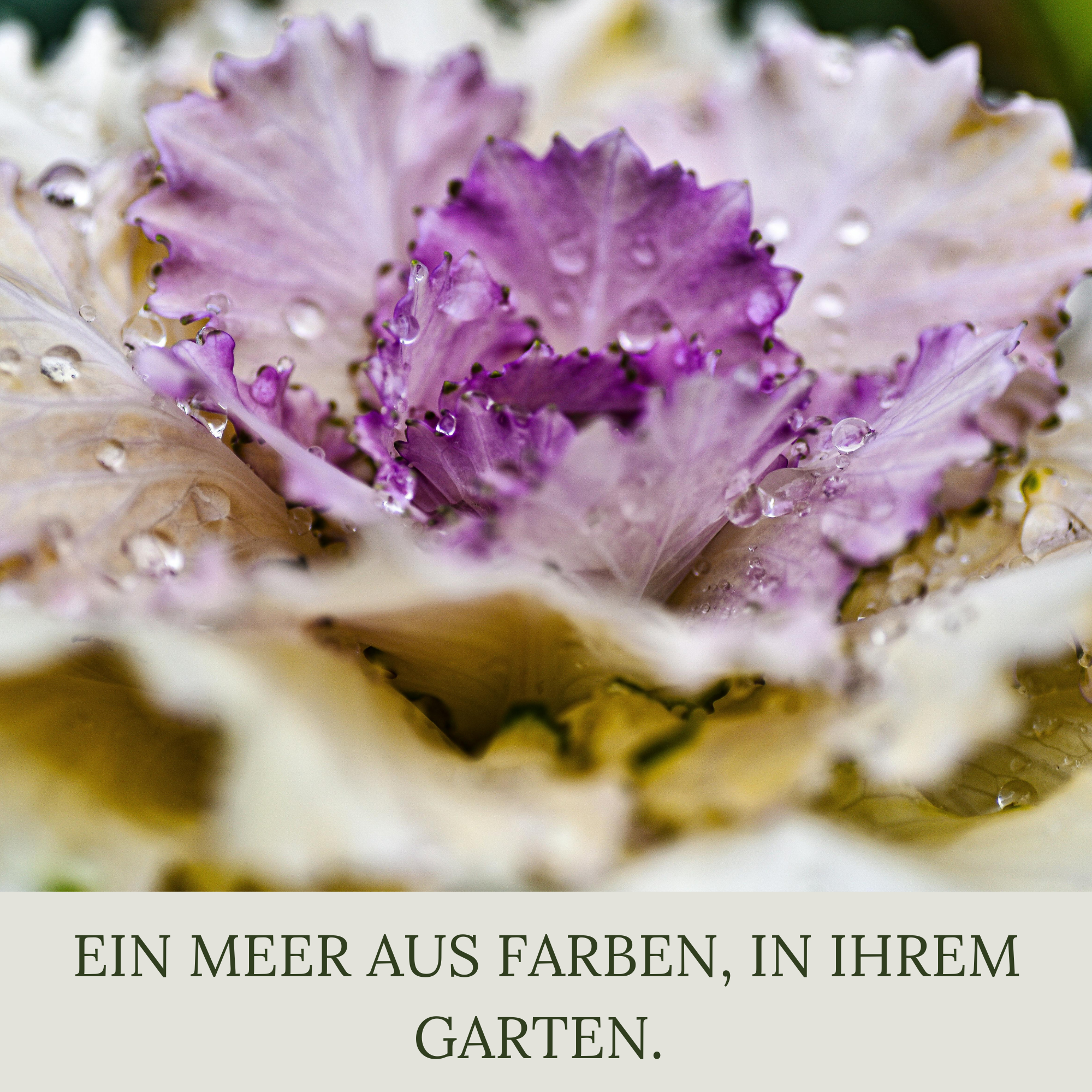 Floravera Premium BIO Zierkohlerde Pflanzerde 50 Liter