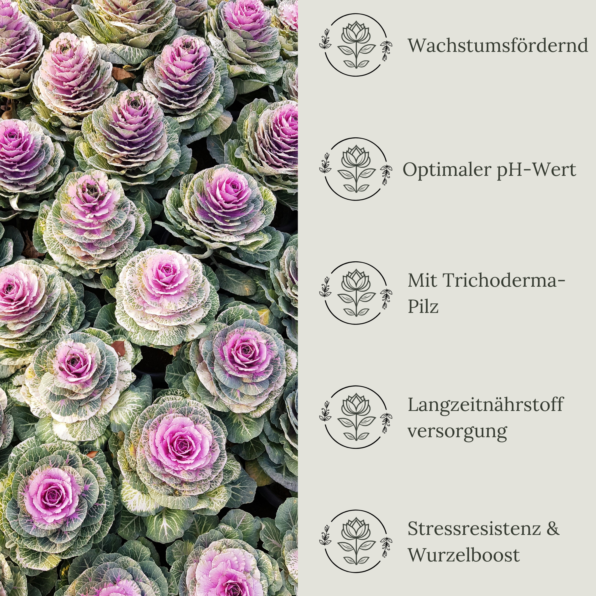 Floravera Premium BIO Zierkohlerde Pflanzerde 50 Liter