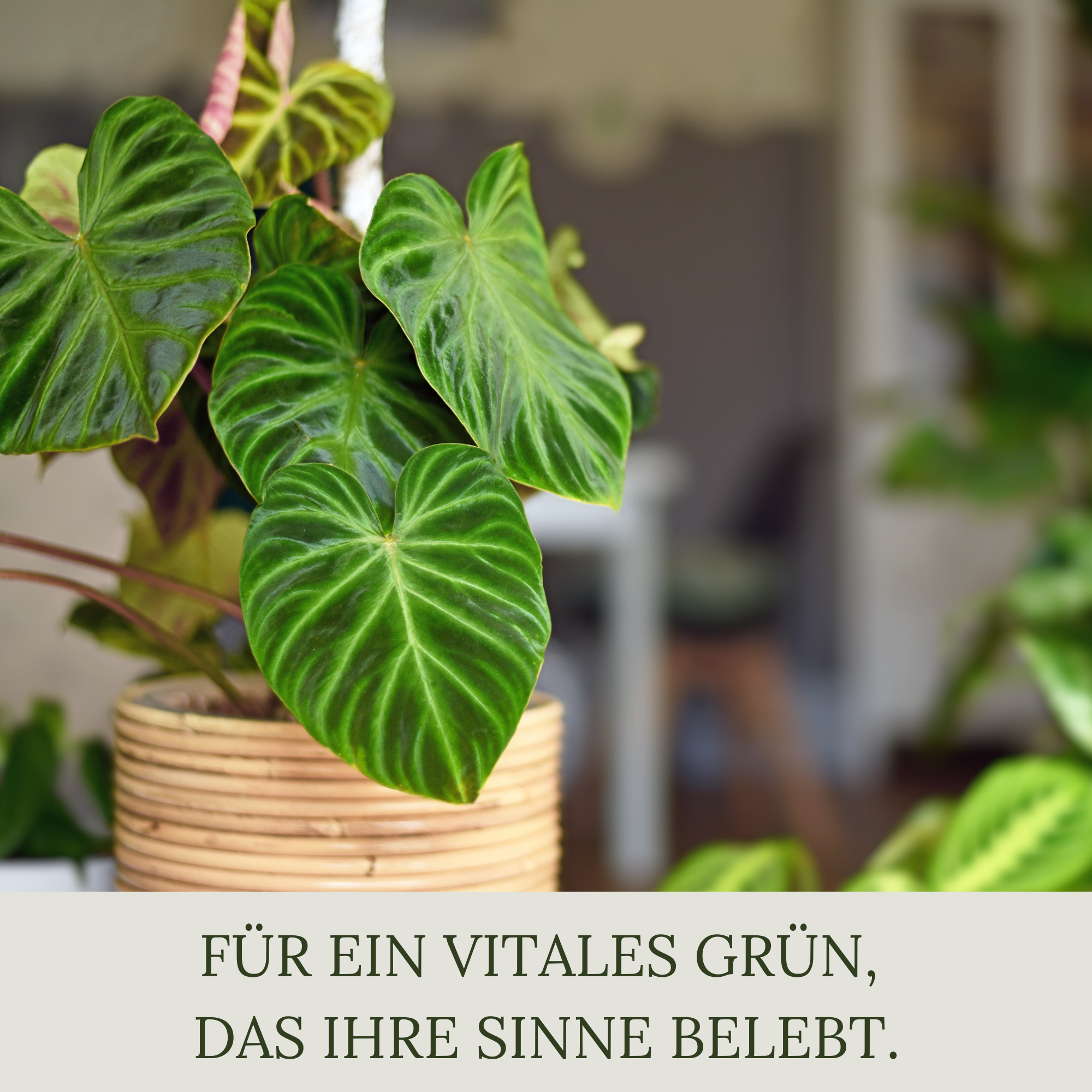 Floravera Premium BIO Zimmer- und Balkonpflanzenerde 50 Liter