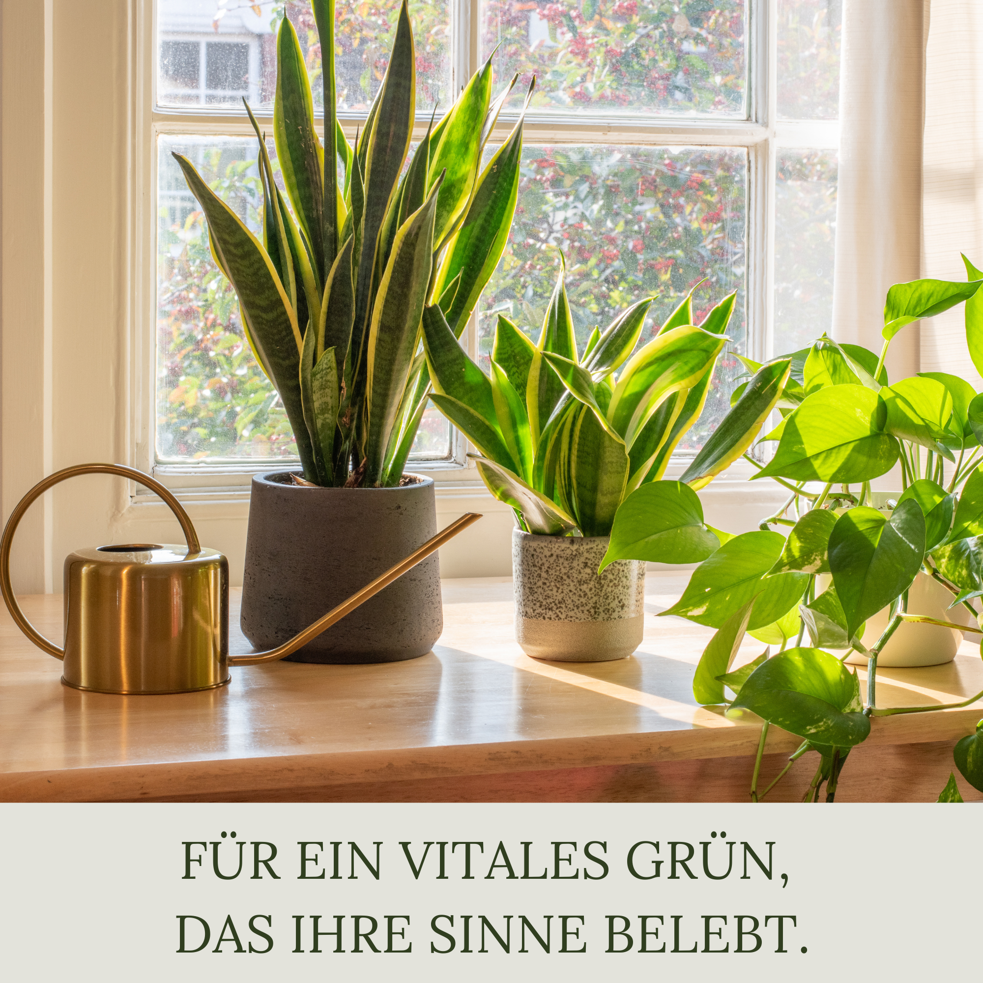 Floravera Premium Zimmerpflanzen Bio-Flüssigdünger 1 Liter Dünger Wohnungspflanzen