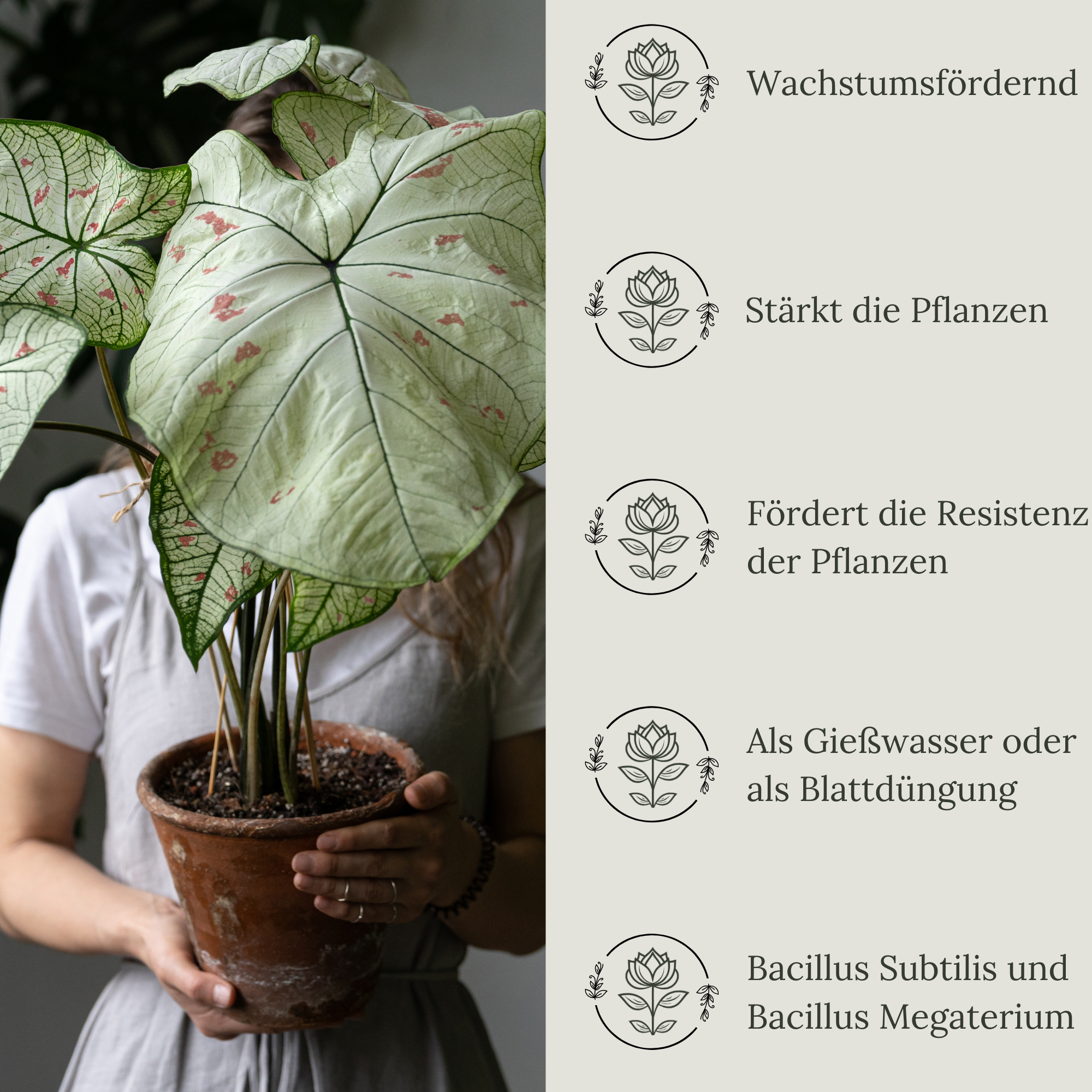 Floravera Premium Zimmerpflanzen Bio-Flüssigdünger 1 Liter Dünger Wohnungspflanzen