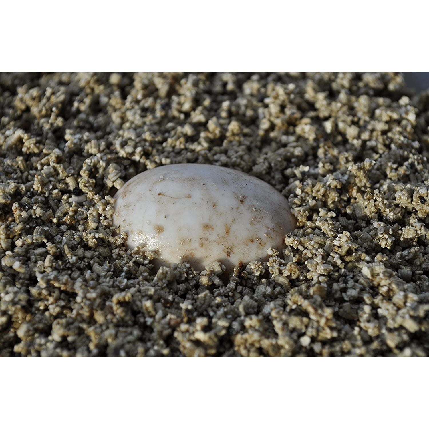 Floragard Agri Vermiculite, Substralverbesserer Erdenverbesserer Brutsubstrat