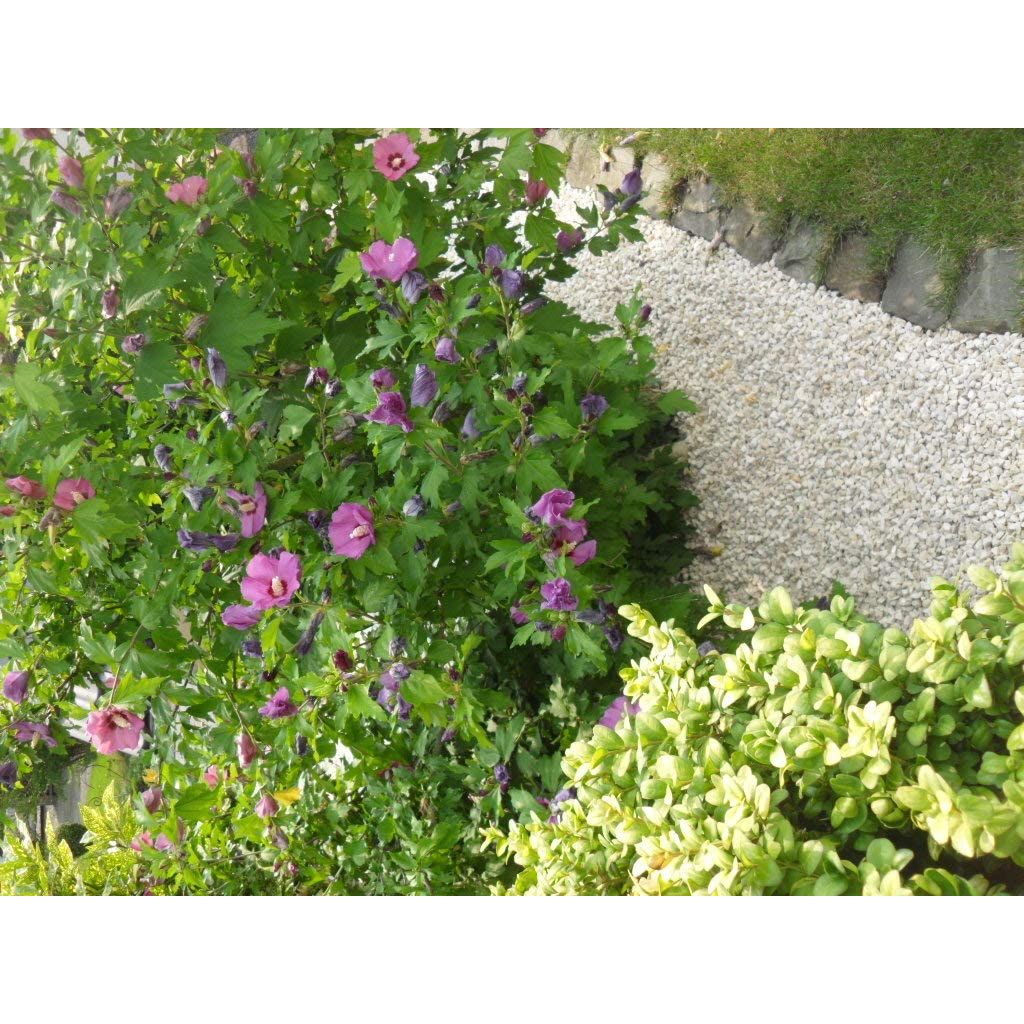 NWN Quarz 6-8 mm Quarzkies Quarzsteine Zierkies Kies Garten Steine Dekosteine