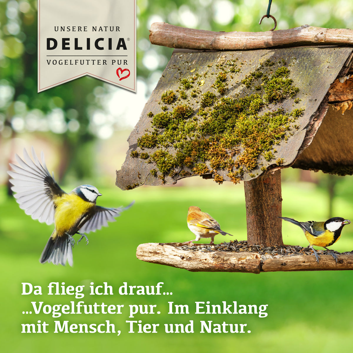 Delicia Sonnenblumen Futter - Mix, Ganzjahres Vogelfutter, Streufutter, Schalenfrei, Ambrosiafrei, ohne Konservierungsstoffe