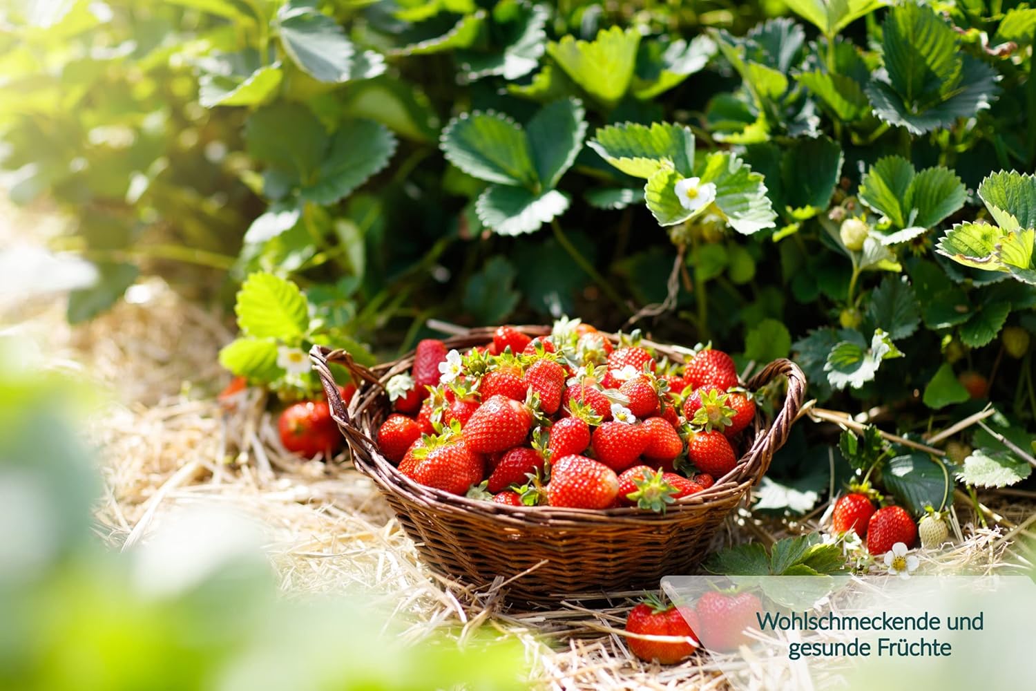 HaGaFe Beerendünger, Tomatendünger, Gurkendünger, Gemüsedünger, Hochbeetdünger