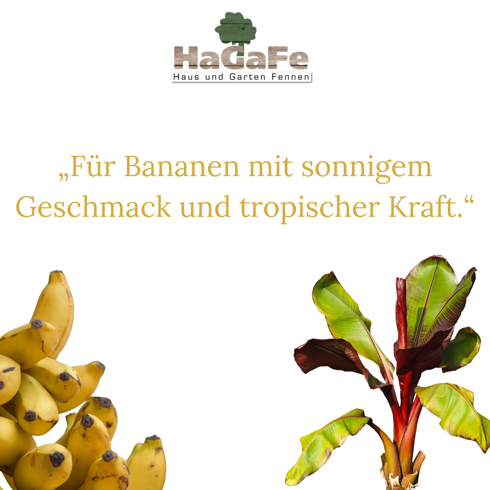 HaGaFe Terra Line BIO Bananenerde Pflanzerde 50 Liter