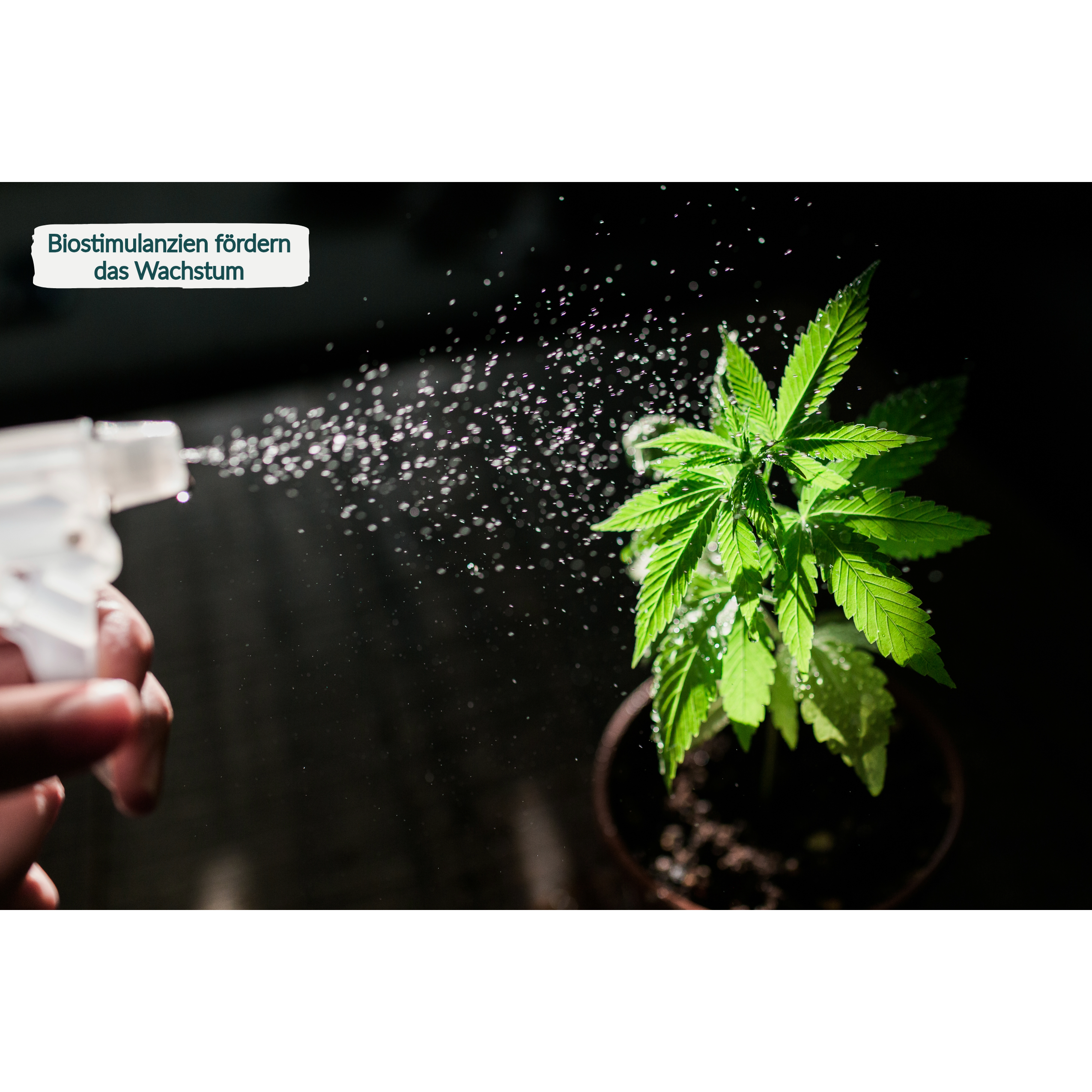 Plantaflor Cannabis Erde 50L, plus HaGaFe Cannabis Flüssigdünger 1L