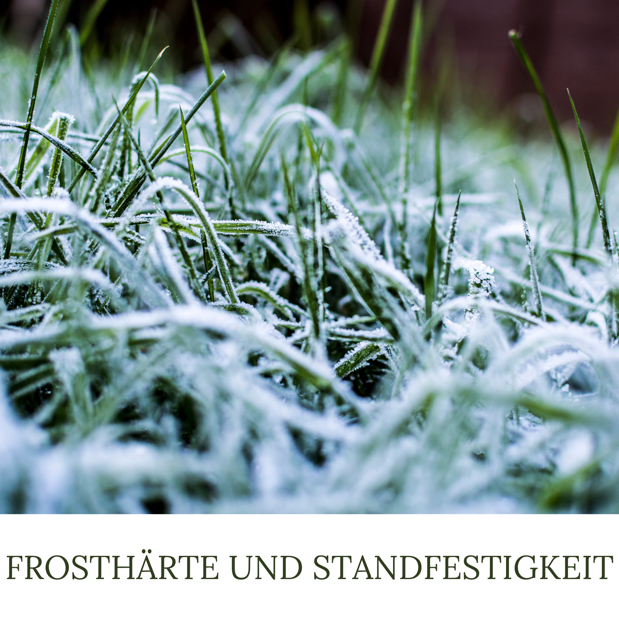 HaGaFe Herbstrasendünger, Herbst - Rasendünger, Rasen - Dünger, Kaliumdünger für Frosthärte und Standfestigkeit, Blend - Granulat