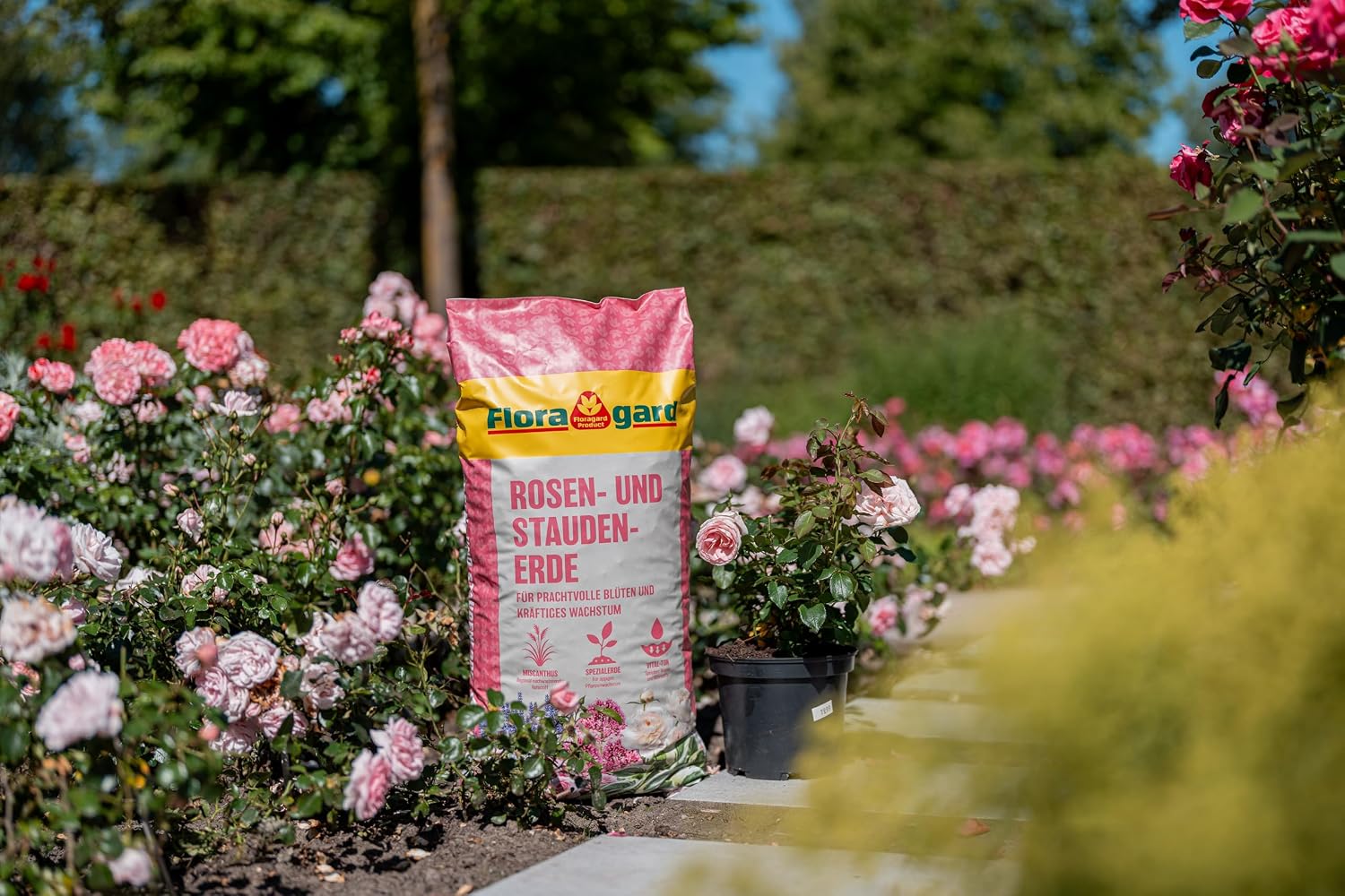 Floragard Rosenerde und Staudenerde, torfreduzierte Spezialerde mit Ton für Rosen und Stauden im Garten und Kübel