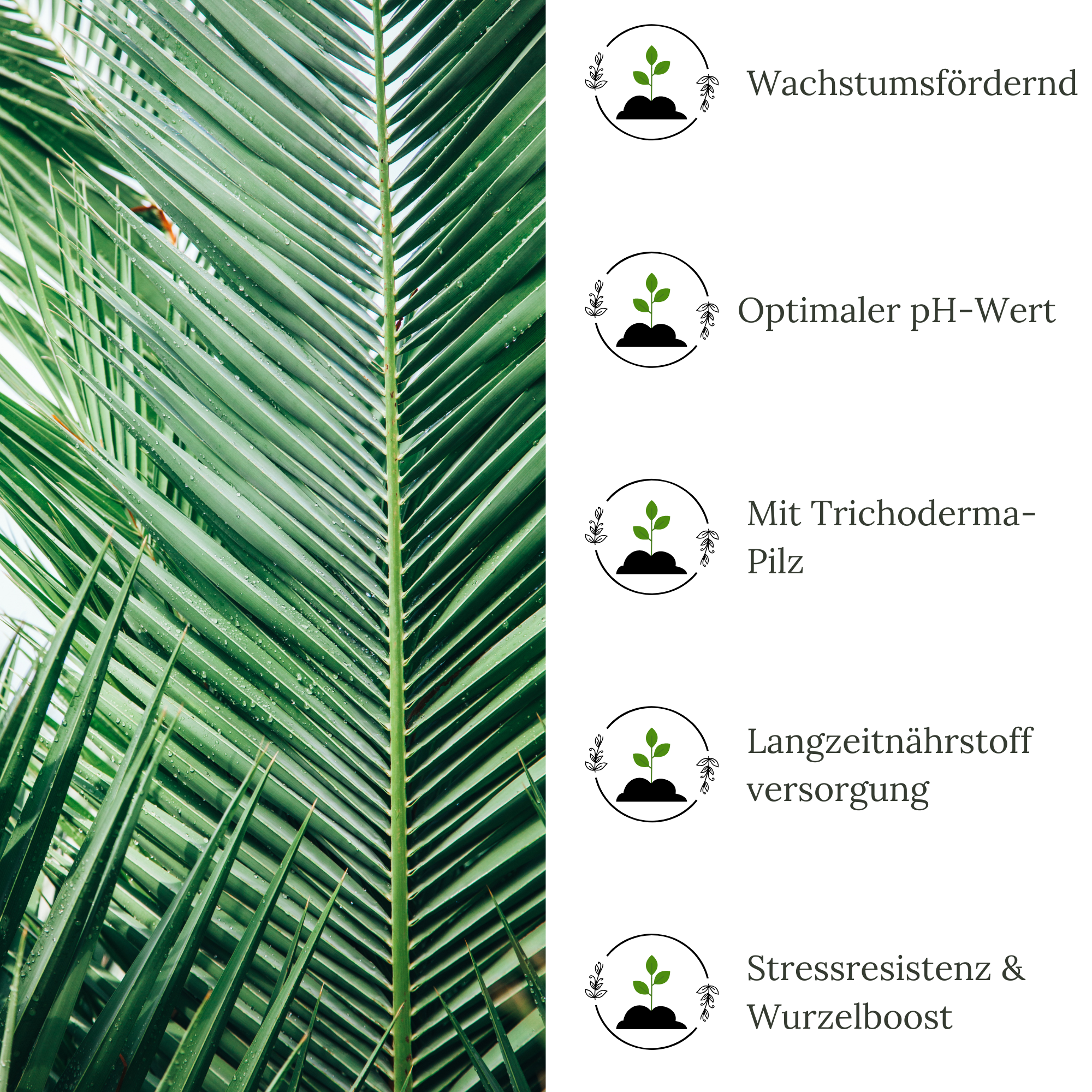 HaGaFe Terra Line BIO Palmenerde Pflanzerde 50 Liter