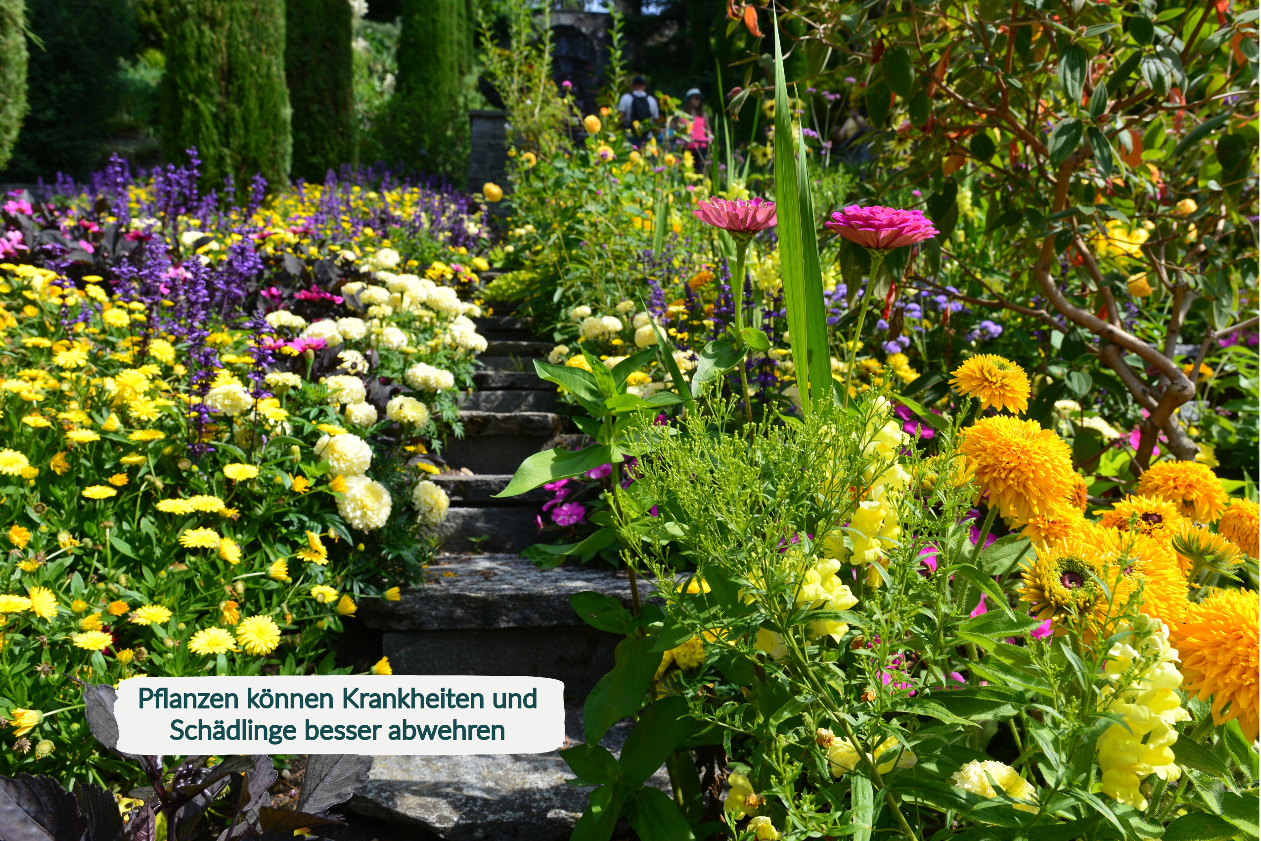HaGaFe Rosendünger, Staudendünger, Ideal auch für Flieder, Forsythien, Schneeball