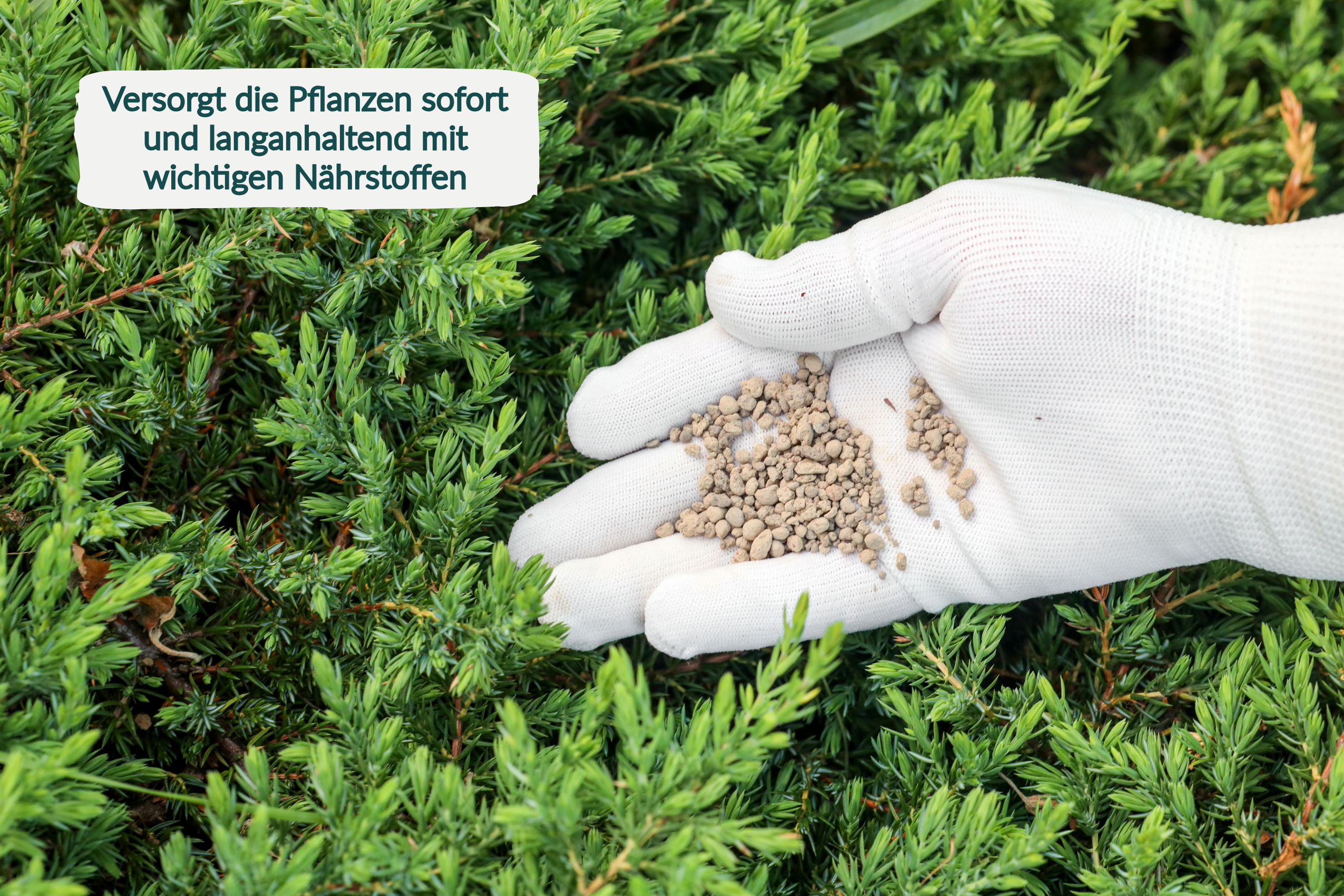 HaGaFe Tannendünger, Koniferendünger, Lebensbaumdünger, Zypressendünger, Spezialdünger, Dünger mit viel Magnesium gegen Nadelbräune