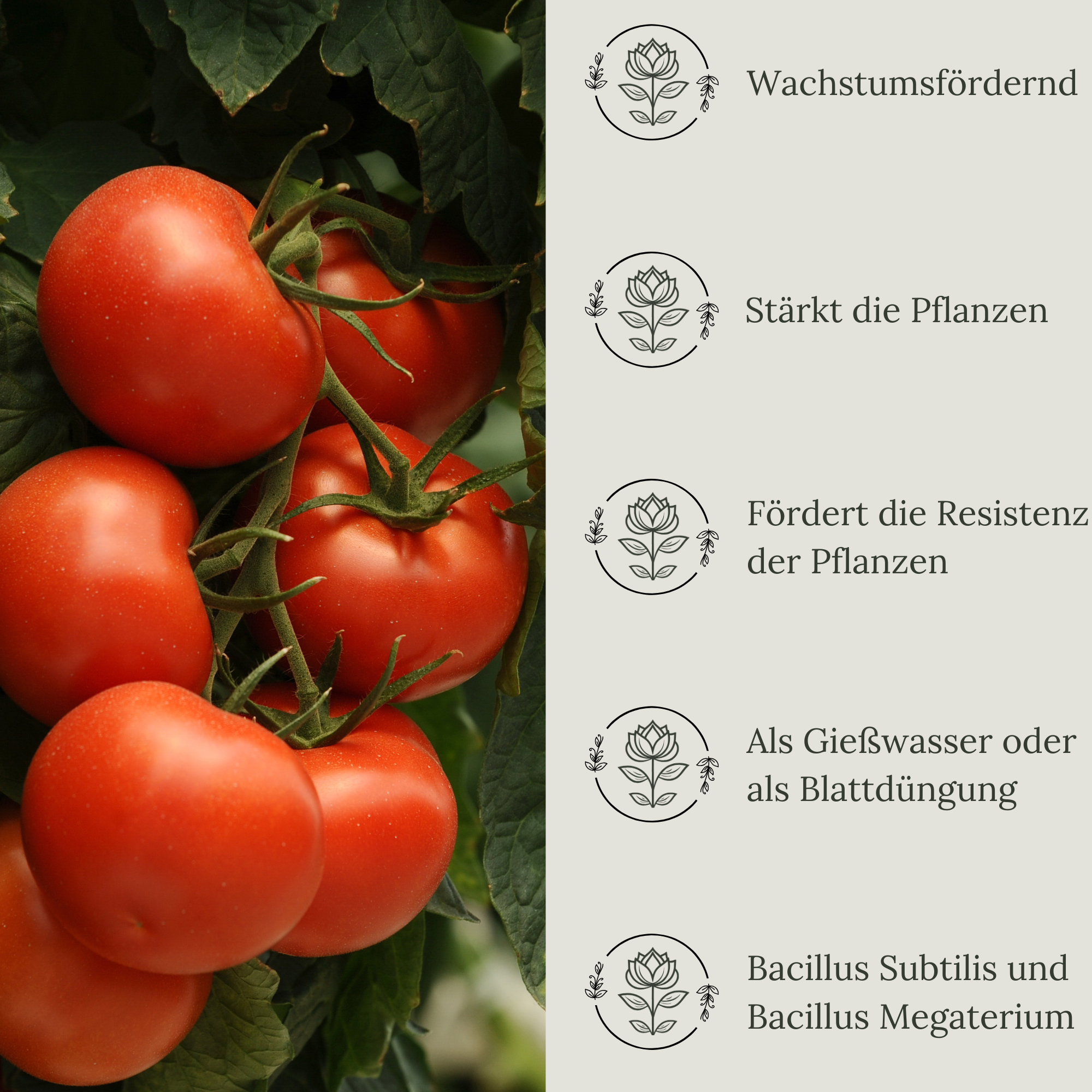 Floravera Premium Tomaten Bio-Flüssigdünger 1 Liter Tomatendünger Dünger