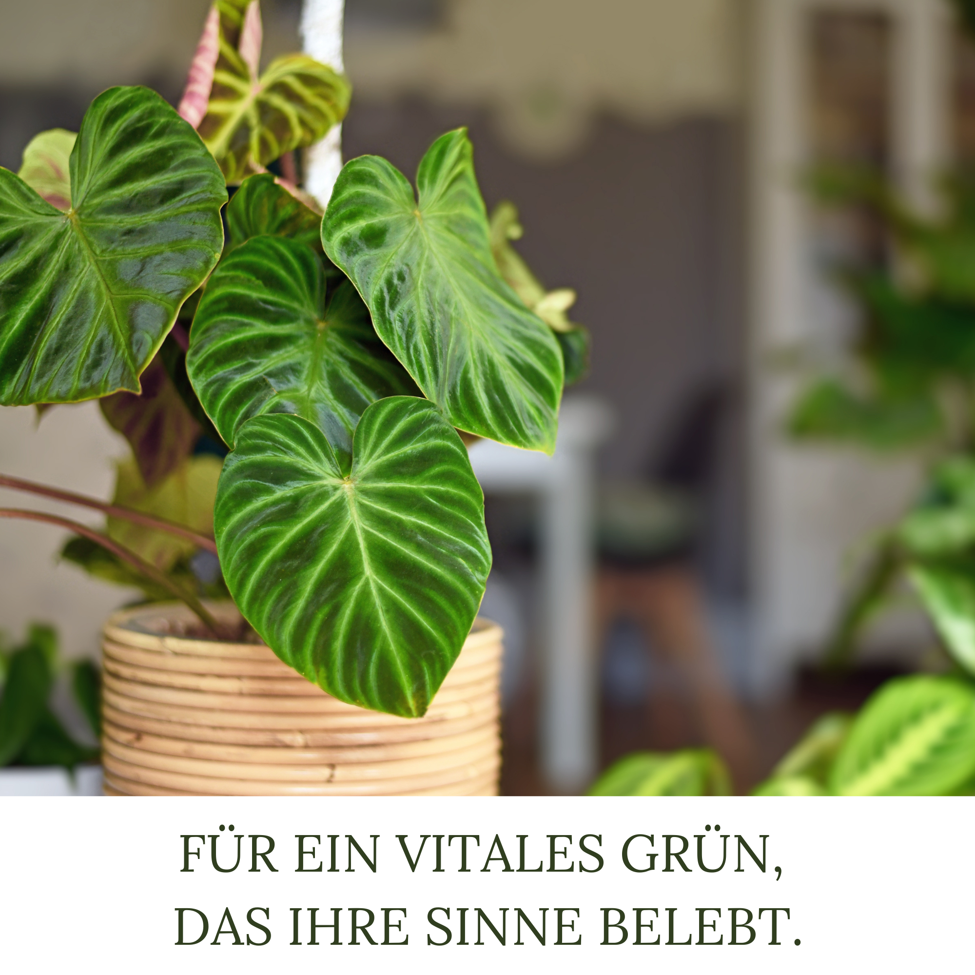 HaGaFe Terra Line BIO Zimmer- und Balkonpflanzenerde 50 Liter