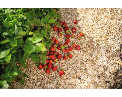 Floragard Erdbeermulch, Gemüsemulch, beugt Schneckenbefall vor, Abdeckmaterial, Kleintiereinstreu aus Miscanthus